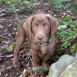 Meet your Posher, Robin